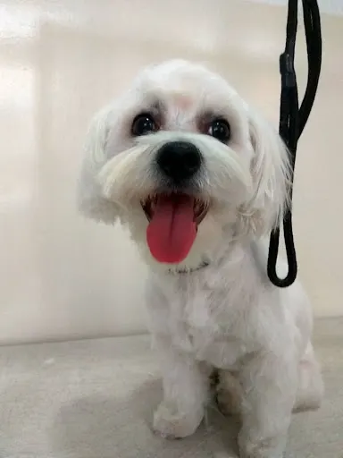 "Psia Łapa w Libiążu" Salon fryzjerski dla psów